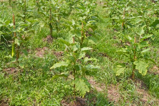 Eggplant farm in agribusiness area of thailand