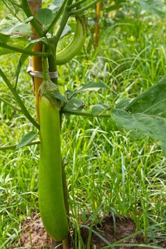 Eggplant in the farmland