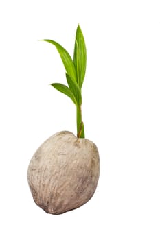 Sprout of coconut tree isolated on white background