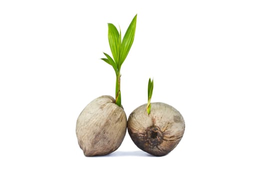 Sprout of coconut tree isolated on white background