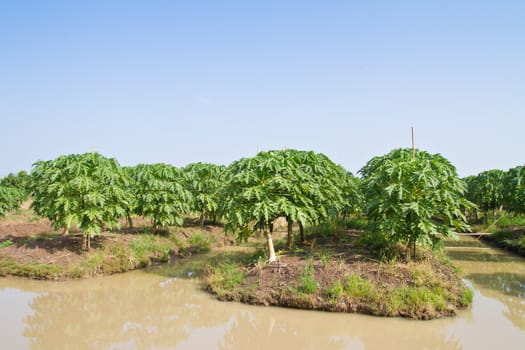 Papaya tree in the farmland of thailand