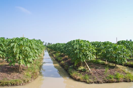 Papaya tree in agribusiness area of thailand