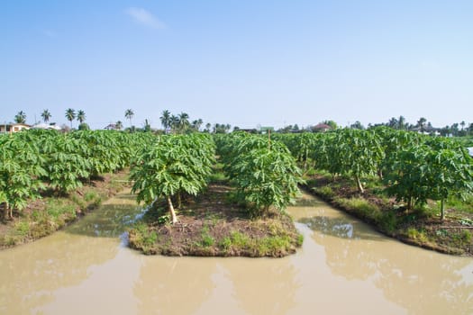 Papaya farm against blue sky in thailand