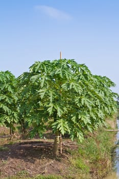 Papaya tree in the farm, thailand