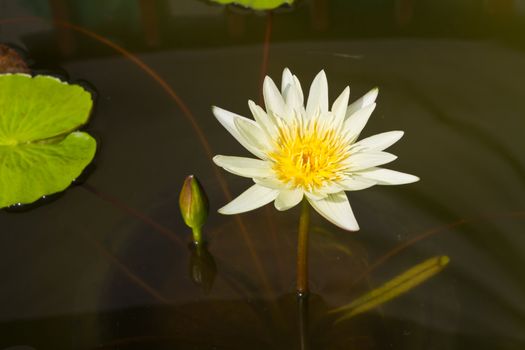 Yellow waterlily in water