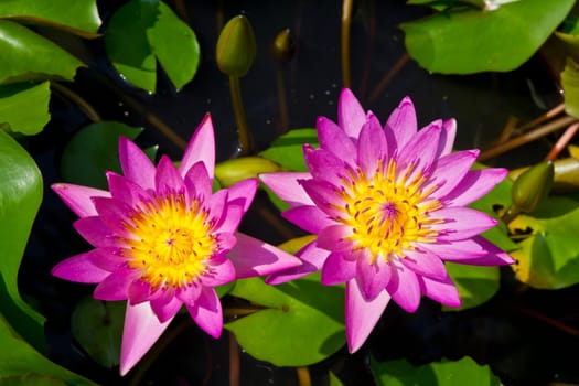 Purple waterlily in flower pot