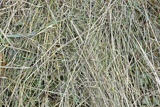 Semidry hay with summer herbs in bright sunlight as a texture