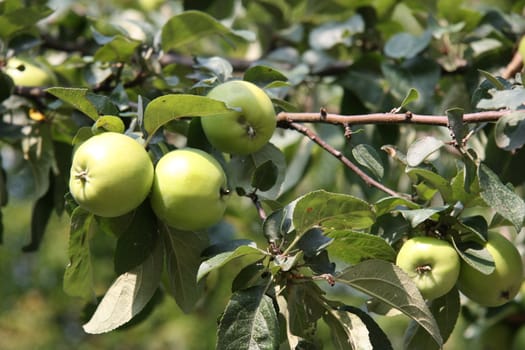 Apple tree with apples on a summer day