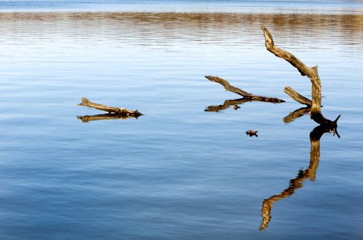 Trees Fallen in Water Form Natural Pattern