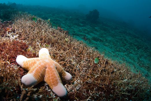 Underwater coral, fish, and plants Bali, Indonesia