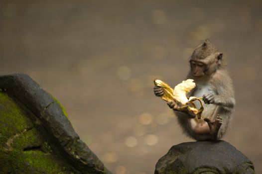Balinese monkey with banana, Ubud Monkey Forest, Bali