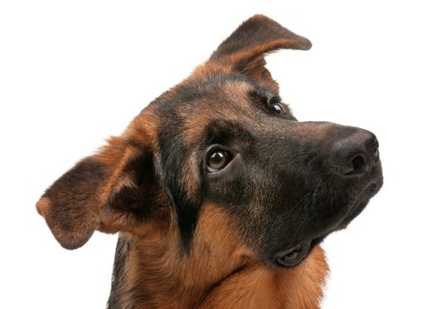 German Shepherd puppy, 5 months old on white background