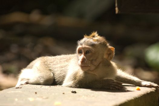 Balinese monkey relaxing in the sun, Ubud