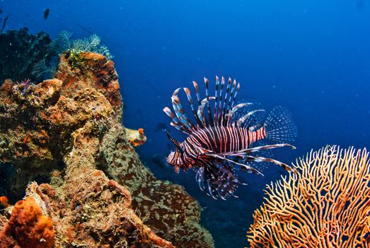 Underwater coral, fish, and plants Bali, Indonesia