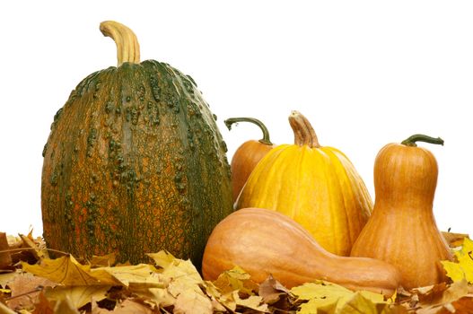 Large pumpkin surrounded by leaves and small pumpkins on a white background