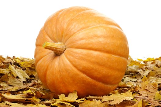 Large pumpkin surrounded by leaves on a white background