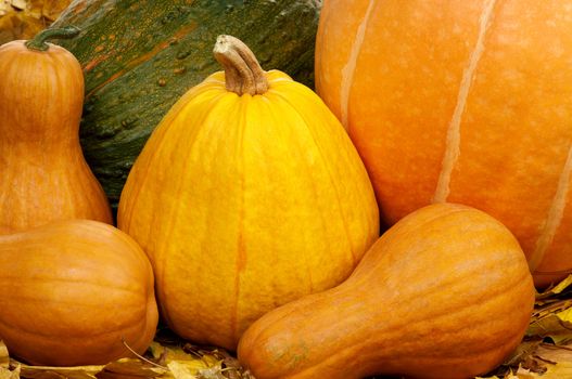 Close up of a group of pumpkins of different shapes and sizes surrounded by leaves