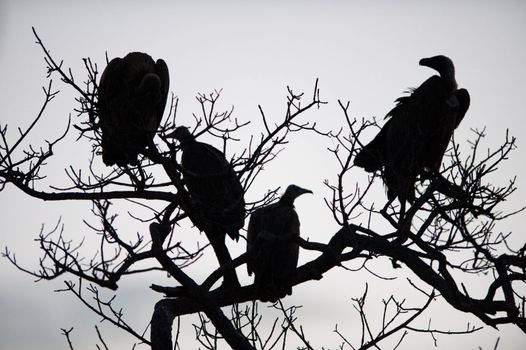 Vultures in a tree near Kruger National Park