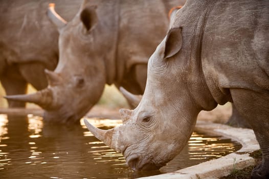 Rhinos at a watering hole, Kruger National Park