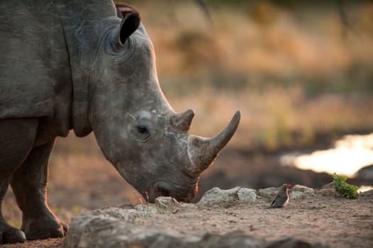 Rhinoceros and tiny bird near Kruger National Park