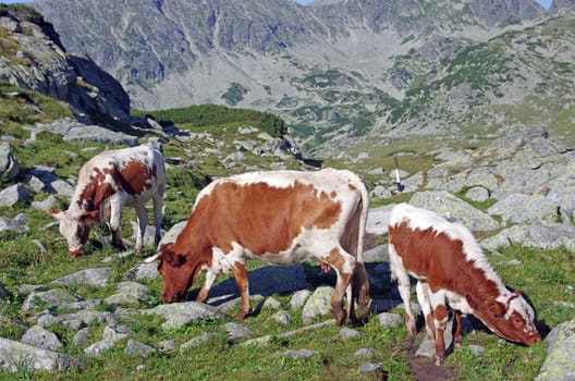 Alpine cows grazing in Carpathians, Retezat National Park