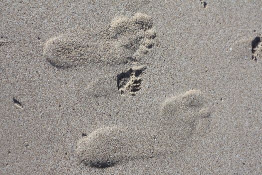 Footprints in the sand