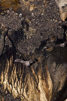 Group of bats in the undergorund cave