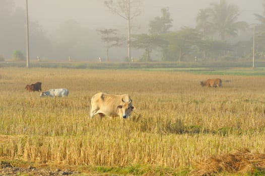 Cattle in the fields of rice in the morning, north Thailand.