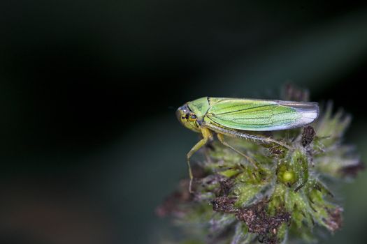 Green insect on flower - extreme macro