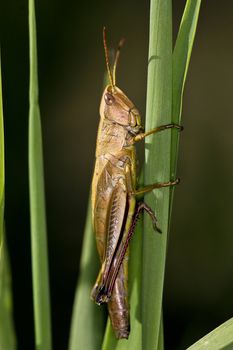 Side profile of Grasshopper on a grass