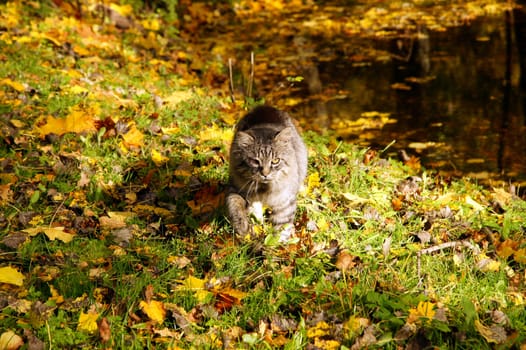 The grey cat goes on fallen down yellow leaves