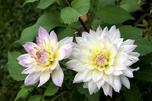 Two white dahlias on a background of green leaves