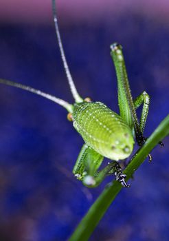 Green Grasshopper isolated on blue background