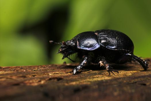 Black beetle in natural habitat green background