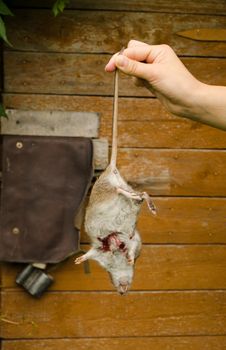 Woman hand hold dead rat on background of rural wooden cellar door.