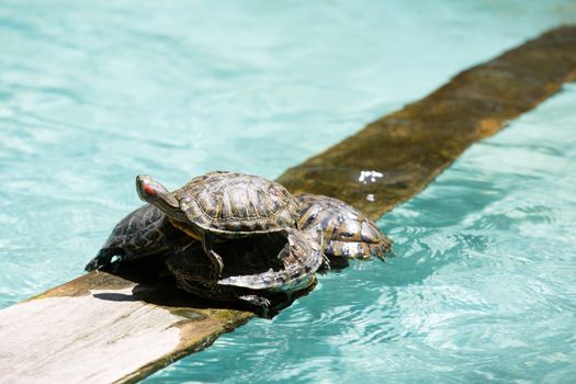Turtles are top of each other on a board in a sunny day enjoying friendship.