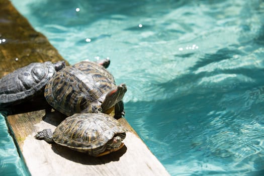 Sunbathing turtles are sticking out their heads on  the board.