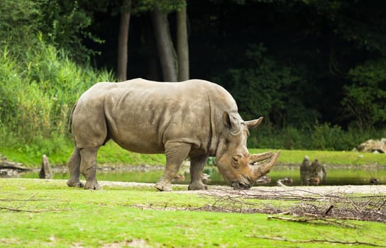 White rhinoceros or Ceratotherium simum -  biggest rhinoceros - endangered species