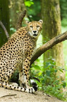 Cheetah or Acinonyx jubatus sitting under trees