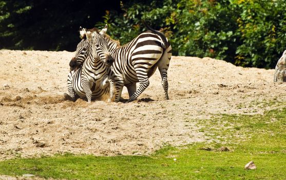 Two Zebras or Equus quagga having a fight