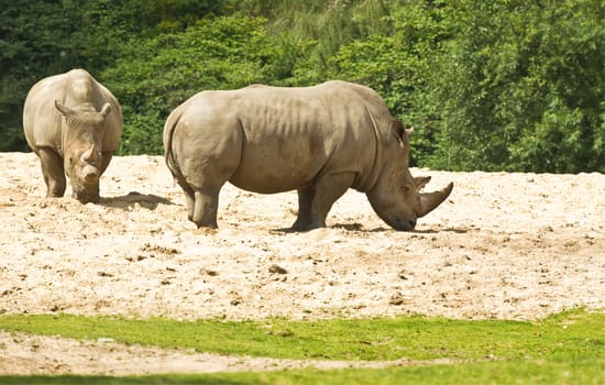 White rhinoceros or Ceratotherium simum -  biggest rhinoceros - endangered species