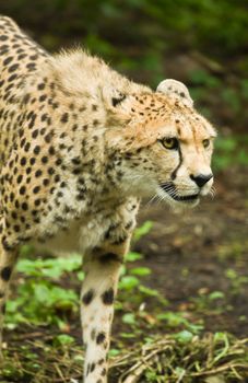 Close up Cheetah or Acinonyx jubatus passing by 