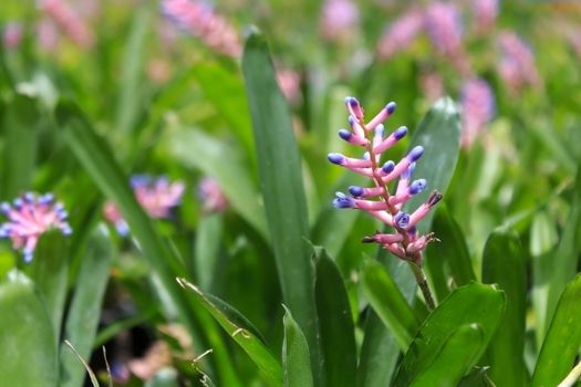 Bromeliads flower in the botanical garden of Thailand.