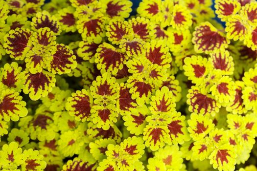 Closeup design of ground covering plants and ornamental flowers