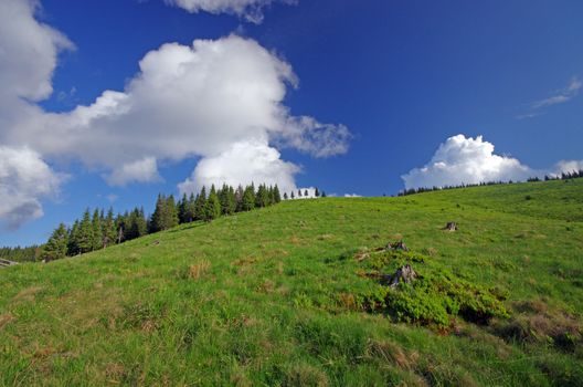 Mountain meadow with the forest behind in the summer