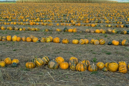 A pumpkin field on a sunny evening in the autumn