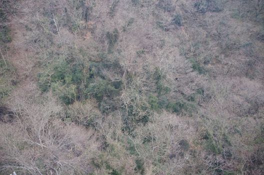 Japanese forest in winter seen from above with green and empty trees 