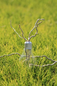 Bulb with dry sprigs on the green grass