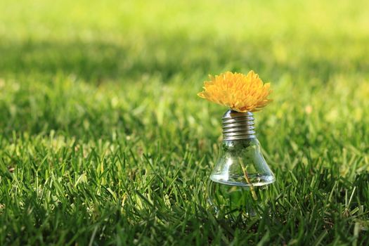 Light bulb with yellow flower on the green grass