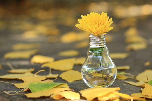 light bulb with yellow flower next to autumn yellow leaves